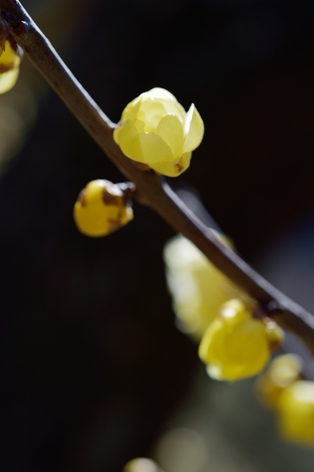 D4S_4745.jpg